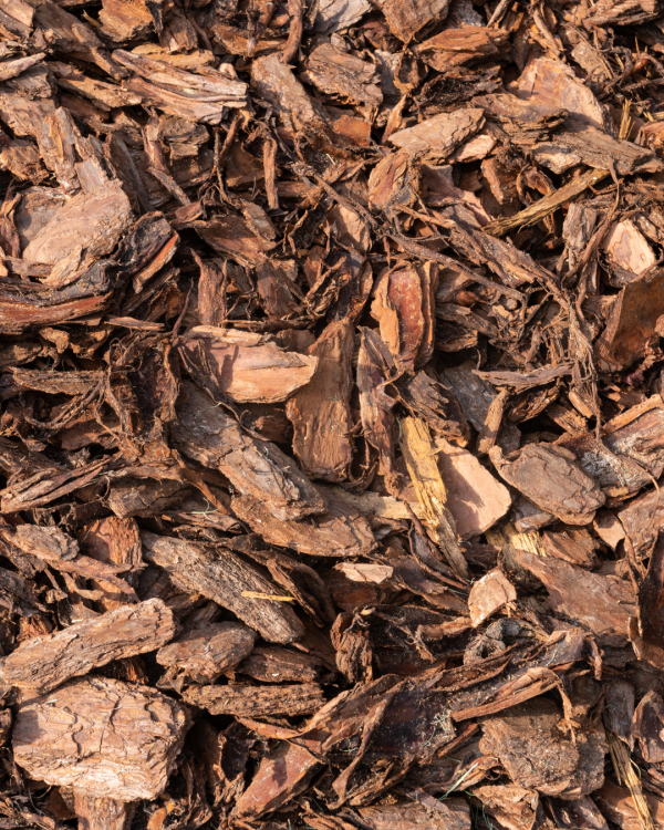 Aroeira casca 100G