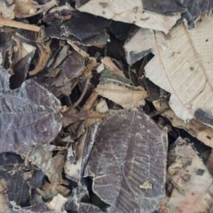 Canela de velho 100G