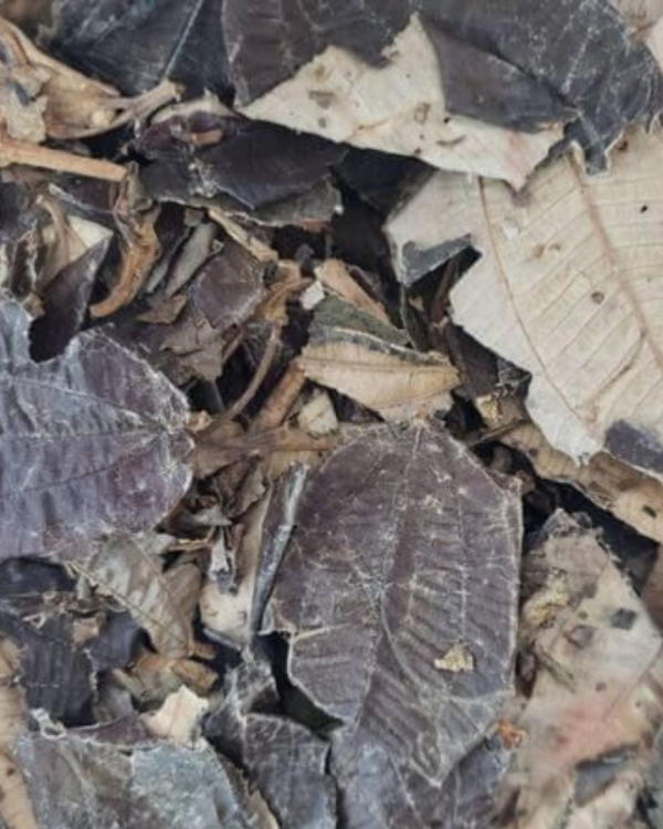 Canela de velho 100G